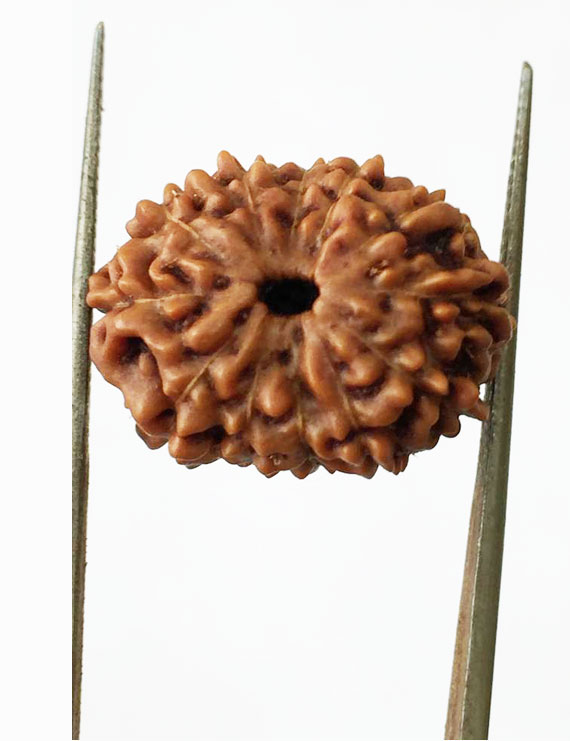 12 Mukhi Certified Indonesian Rudraksha Premium Quality  Size- 17.50 mm